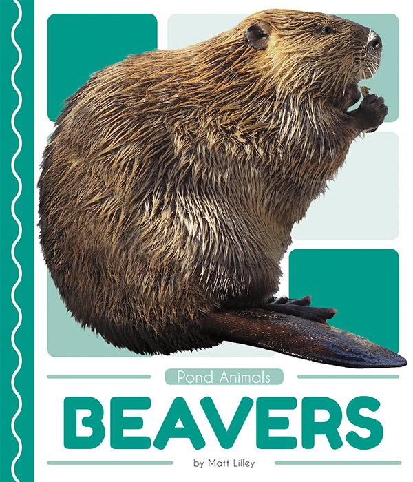 This book introduces readers to the life cycle, behavior, physical characteristics, and habitat of beavers. Vivid photographs and easy-to-read text aid comprehension for early readers. Features include a table of contents, an infographic, fun facts, Making Connections questions, a glossary, and an index. QR Codes in the book give readers access to book-specific resources to further their learning. Preview this book.