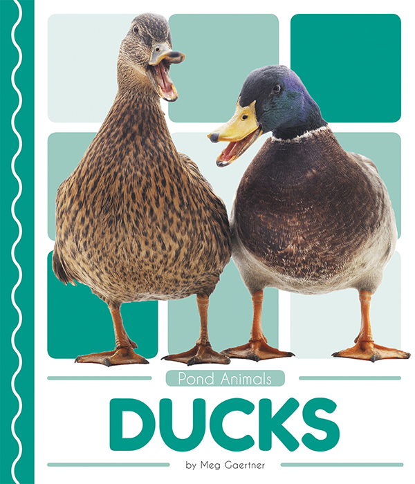 This book introduces readers to the life cycle, behavior, physical characteristics, and habitat of ducks. Vivid photographs and easy-to-read text aid comprehension for early readers. Features include a table of contents, an infographic, fun facts, Making Connections questions, a glossary, and an index. QR Codes in the book give readers access to book-specific resources to further their learning. Preview this book.