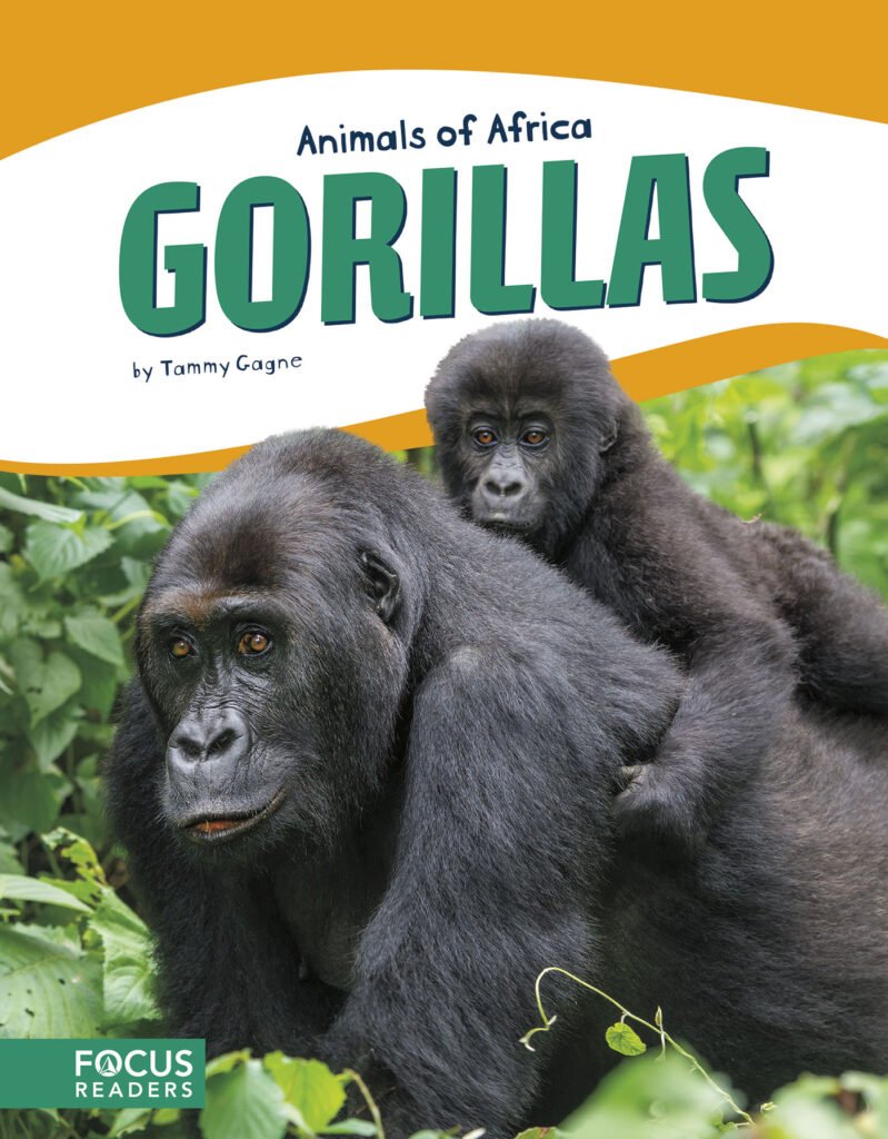 Introduces readers to the life, diet, habitat, behavior, and physical description of gorillas. Colorful spreads, fun facts, diagrams, a range map, and a special reading feature make this an exciting read for animal lovers and report writers alike. Preview this book.