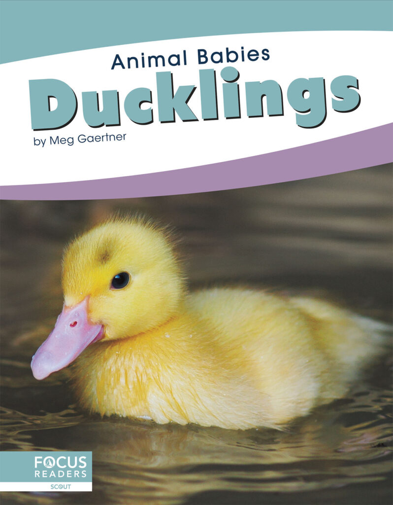 This title introduces readers to the first days, early changes, and growth of ducklings. Simple text, straightforward photos, and a photo glossary make this title the perfect primer on baby ducks. Preview this book.