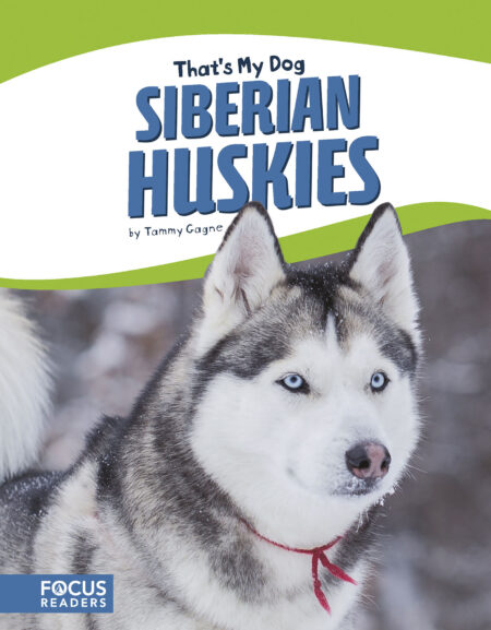 Siberian Huskies