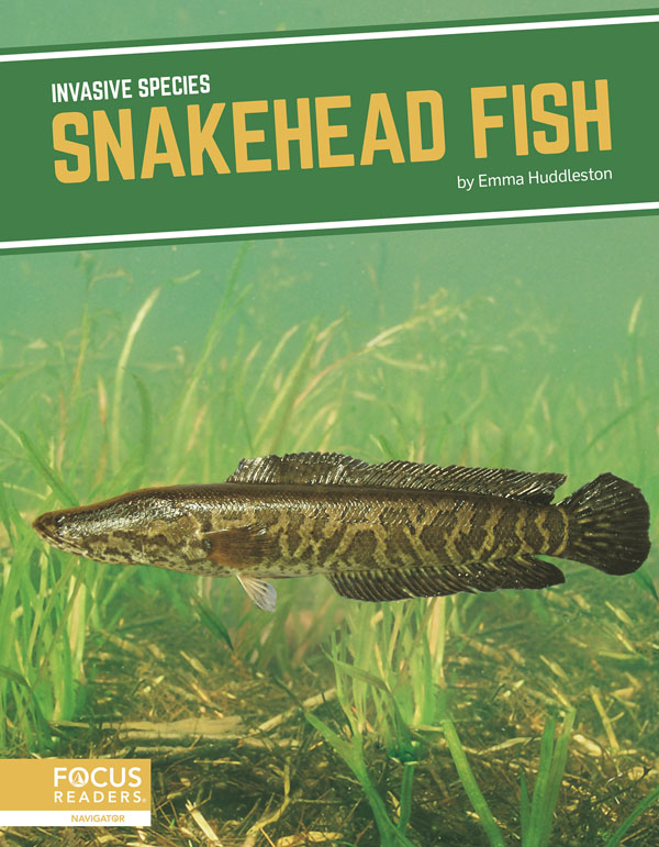 This title explores the role of snakehead fish in introduced environments, how humans helped spread the species, the threats they pose to ecosystems, and efforts being taken to manage them. This book also includes a table of contents, two infographics, informative sidebars, a “That’s Amazing!” special feature, quiz questions, a glossary, additional resources, and an index. This Focus Readers title is at the Navigator level, aligned to reading levels of grades 3–5 and interest levels of grades 4–7. Preview this book.