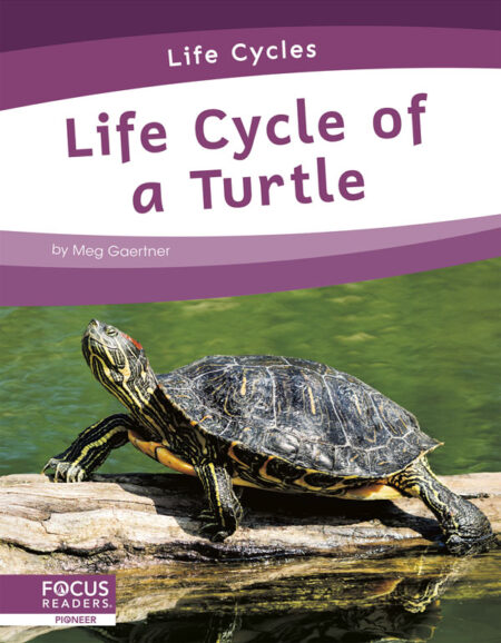 Life Cycle of a Turtle