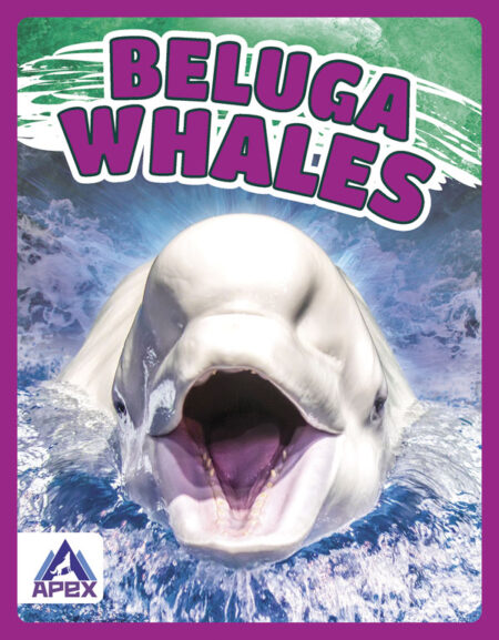 Beluga Whales