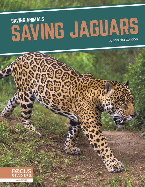 This title explores the role of jaguars in their habitats, how humans have threatened the animal's existence, and efforts being taken to protect them. Clear text, vibrant photos, and helpful infographics make this book an accessible and engaging read. Preview this book.