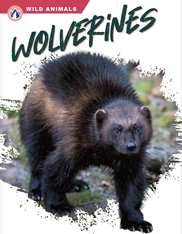 This book gives an engaging overview of wolverines, from their diet and habitat to how they can bite through bones. Short paragraphs of easy-to-read text are paired with plenty of colorful photos to make reading engaging and accessible. The book also includes a table of contents, fun facts, sidebars, comprehension questions, a glossary, an index, and a list of resources for further reading. Apex books have low reading levels (grades 2-3) but are designed for older students, with interest levels of grades 3-7. Preview this book.