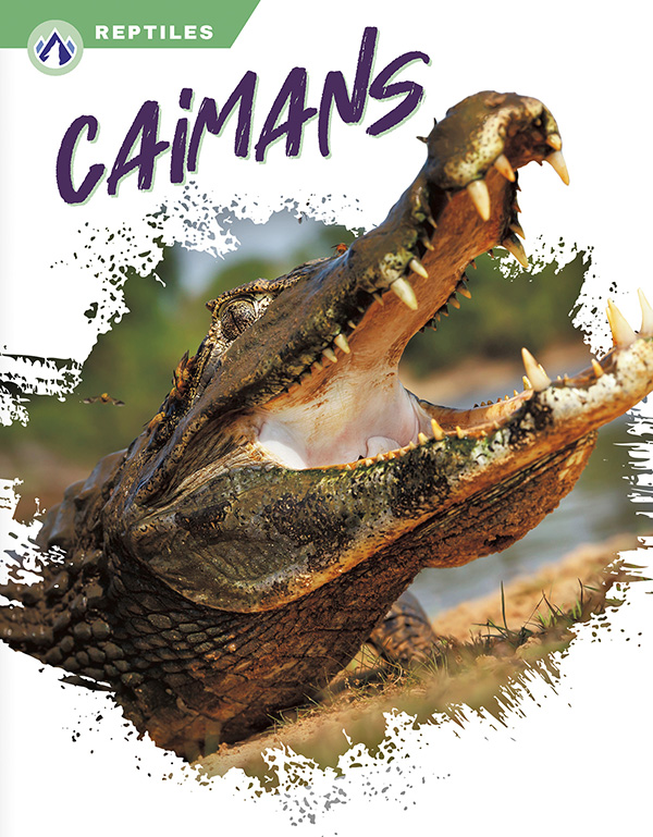 This book gives an engaging overview of caimans, from their diet and habitat to how they sneakily stalk their prey. Short paragraphs of easy-to-read text are paired with plenty of colorful photos to make reading engaging and accessible. The book also includes a table of contents, fun facts, sidebars, comprehension questions, a glossary, an index, and a list of resources for further reading. Apex books have low reading levels (grades 2-3) but are designed for older students, with interest levels of grades 3-7. Preview this book.