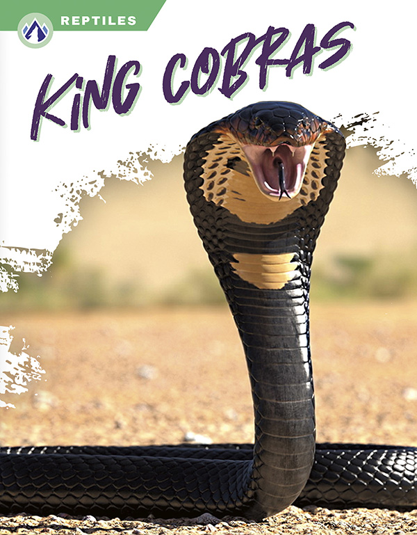 This book gives an engaging overview of King Cobras, from their diet and habitat to their incredible hunting skill. Short paragraphs of easy-to-read text are paired with plenty of colorful photos to make reading engaging and accessible. The book also includes a table of contents, fun facts, sidebars, comprehension questions, a glossary, an index, and a list of resources for further reading. Apex books have low reading levels (grades 2-3) but are designed for older students, with interest levels of grades 3-7. Preview this book.