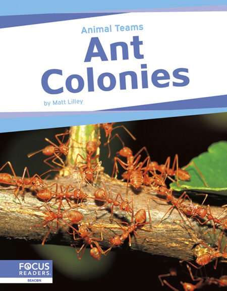 Ant Colonies