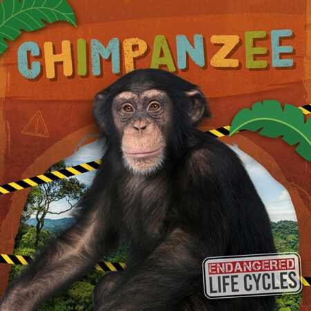 Chimpanzee