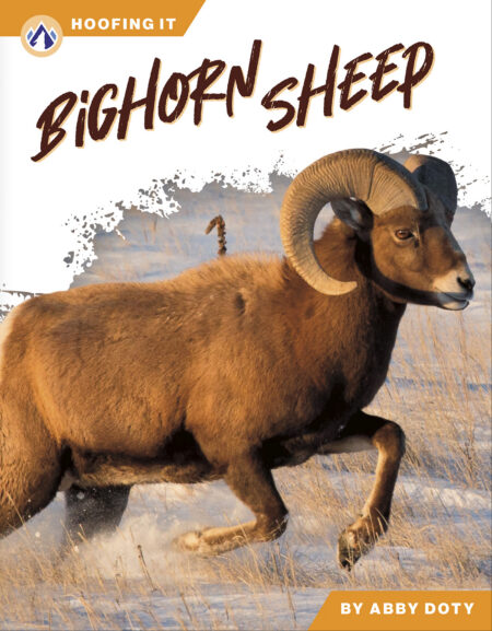 Bighorn Sheep