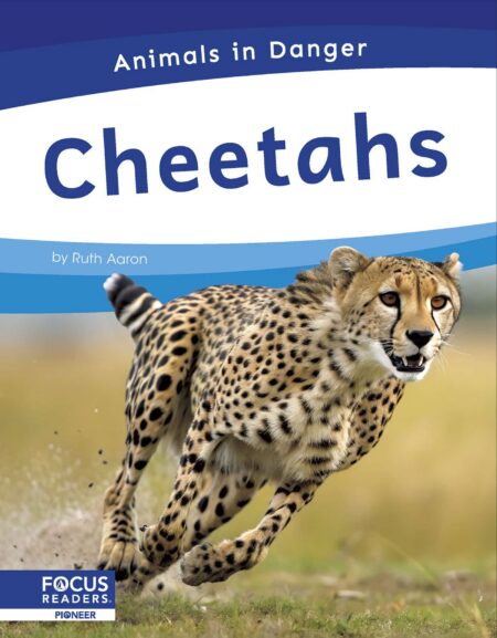 Cheetahs