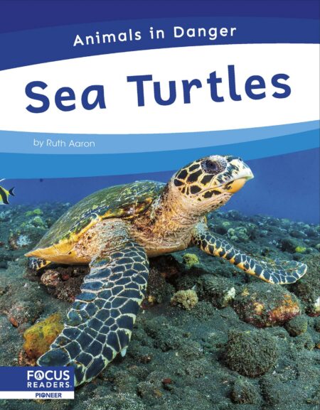 Sea Turtles